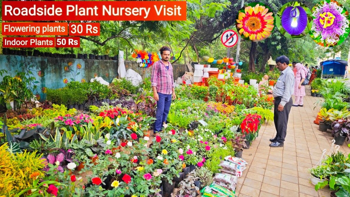 Roadside Plant || Roadside Plant Nursery Visit , Roadside Plant Price | Know the price of plants ЁЯМ╡ЁЯНД Roadside Plant || Roadside Plant Nursery Visit , Roadside Plant Price | Know the price of plants ЁЯМ╡ЁЯНД