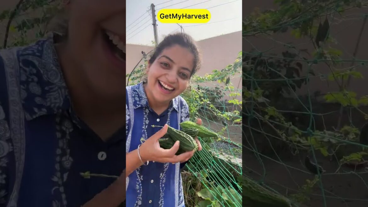 Khali Gadi 🚃 Wala Harvest | Bachpan kyun chala gaya? #harvesting