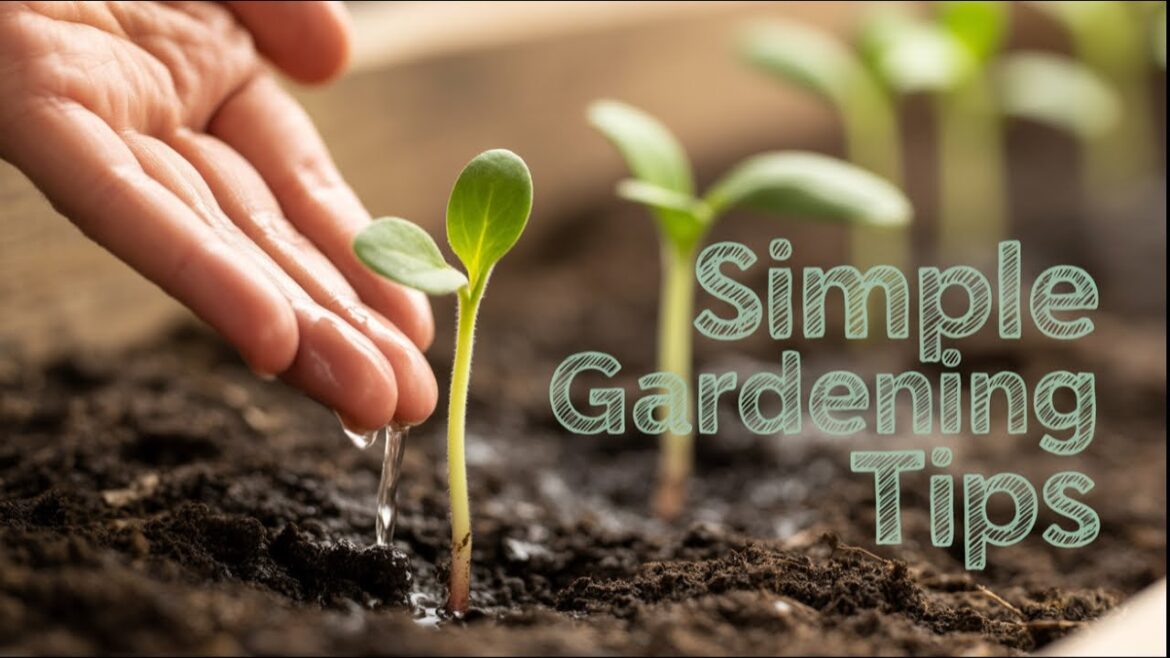 My 3 most successful gardening tips!  Have a plan, water effectively and show some patience