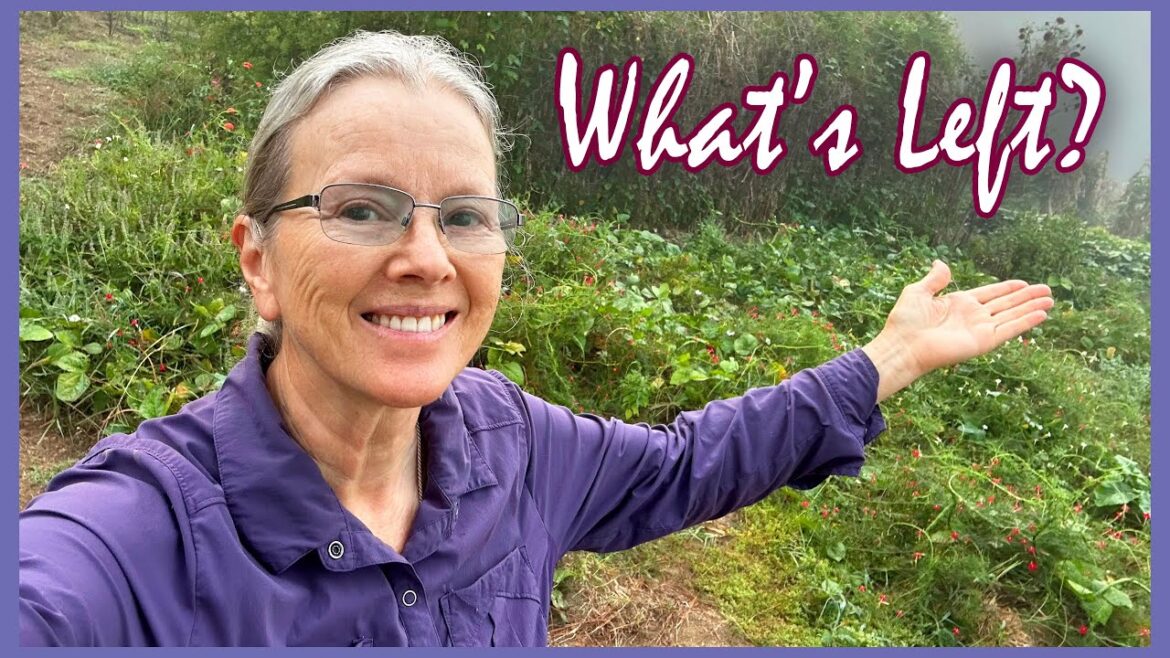 Kaye Kittrell: September Garden | Sweet Potato Harvest, Brassicas, Pole Beans, SPIDERS! September Garden | Sweet Potato Harvest, Brassicas, Pole Beans, SPIDERS!