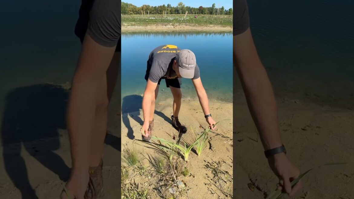 Keep These Plants - Pull Their Lookalike! #gardening #gardeningtips #shorts