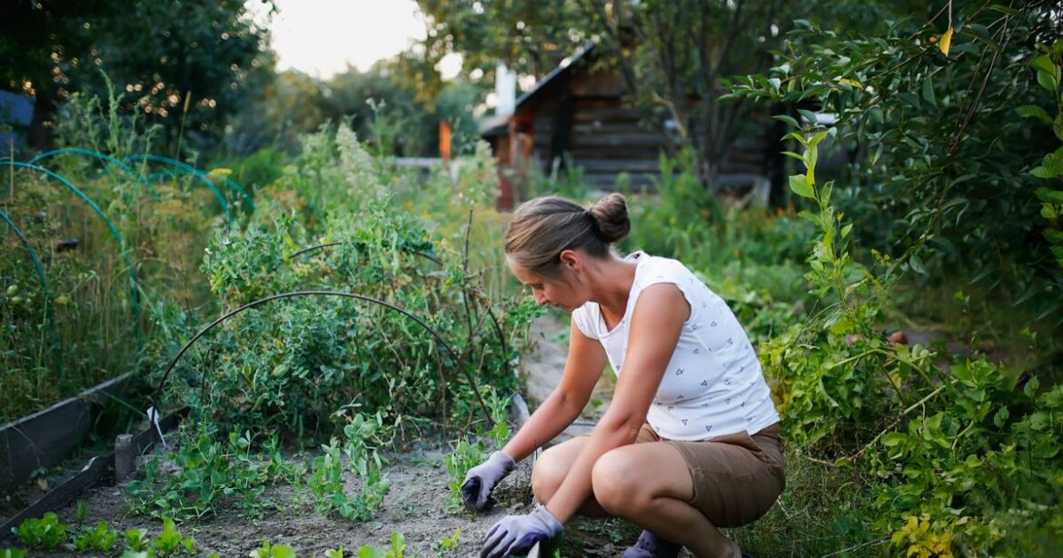 Natural and cheap method to get rid of pesky garden weeds this autumn Ipso logo