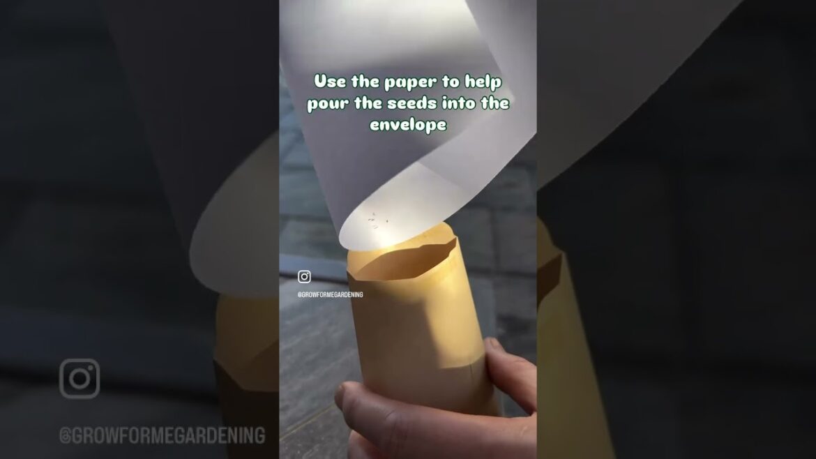 Saving seeds of Verbena is easy! #garden #seeds #gardening #plants