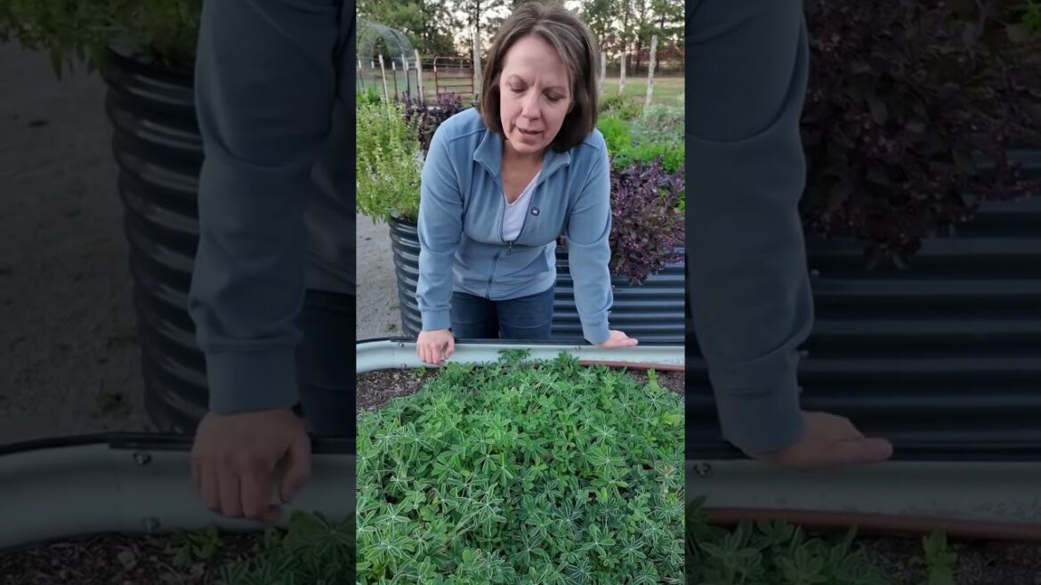 Beloved across the South, these hardy wildflowers are best planted #garden#flowers #roomtogrow Beloved across the South, these hardy wildflowers are best planted #garden#flowers #roomtogrow