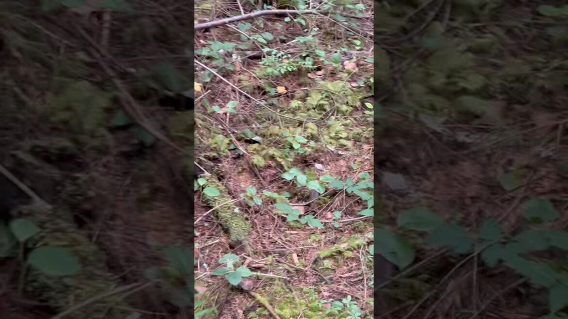 “Stumbled on pure gold in the woods… 👀” #chanterellemushrooms #pnw #foraging #natureguide #fyp “Stumbled on pure gold in the woods… 👀” #chanterellemushrooms #pnw #foraging #natureguide #fyp