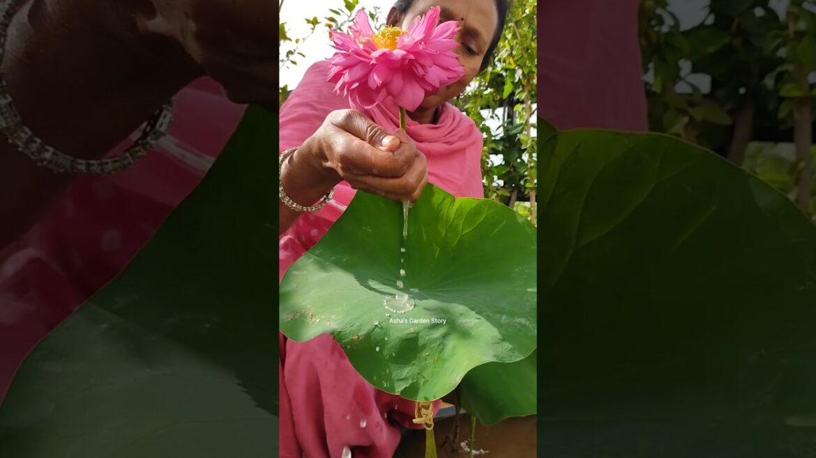 Lotus Blooming Tips🪷Grow Lotus At Home🌕#ashasgardenstory#shorts Lotus Blooming Tips🪷Grow Lotus At Home🌕#ashasgardenstory#shorts