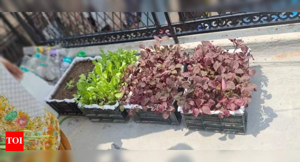 Green Shoots In Grey Spaces! Basti Gardens Sprout Change | Delhi News