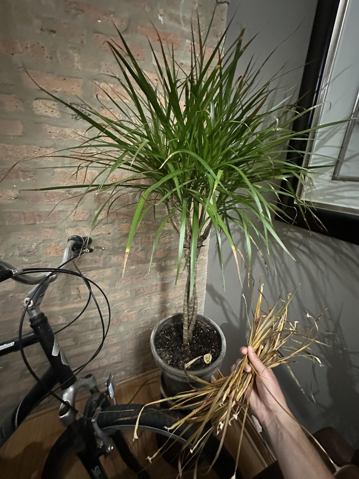 How to avoid browning dragon tree, also why is a mushroom growing in it, too?