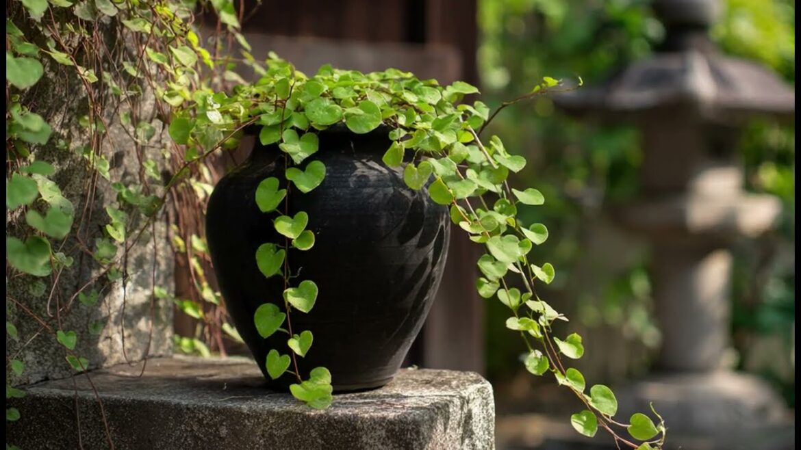 Container Gardening with Japanese Style: Small Pots, Big Zen Inspiration Container Gardening with Japanese Style: Small Pots, Big Zen Inspiration