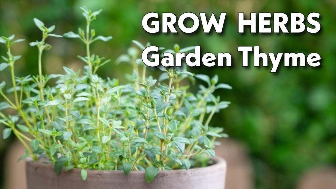 Grow Thyme Grow Thyme