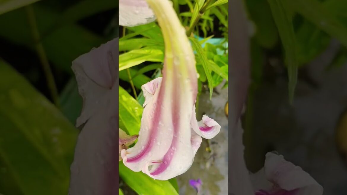 beautiful flowers at my terrace garden Tips and tricks #garden #gardenblog #shorts beautiful flowers at my terrace garden Tips and tricks #garden #gardenblog #shorts