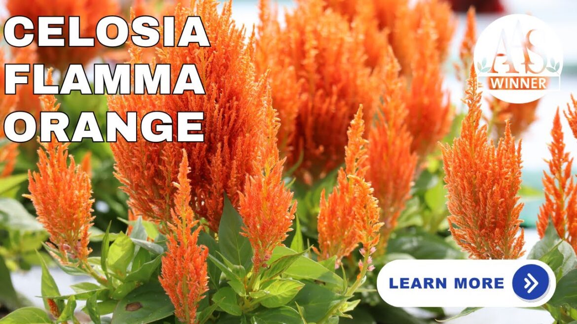 🔥 Celosia Flamma Orange – Bright Blooms Every Gardener Needs!#aaswinner #gardening #garden