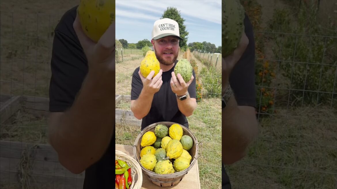 Our harvest this week in the backyard garden!