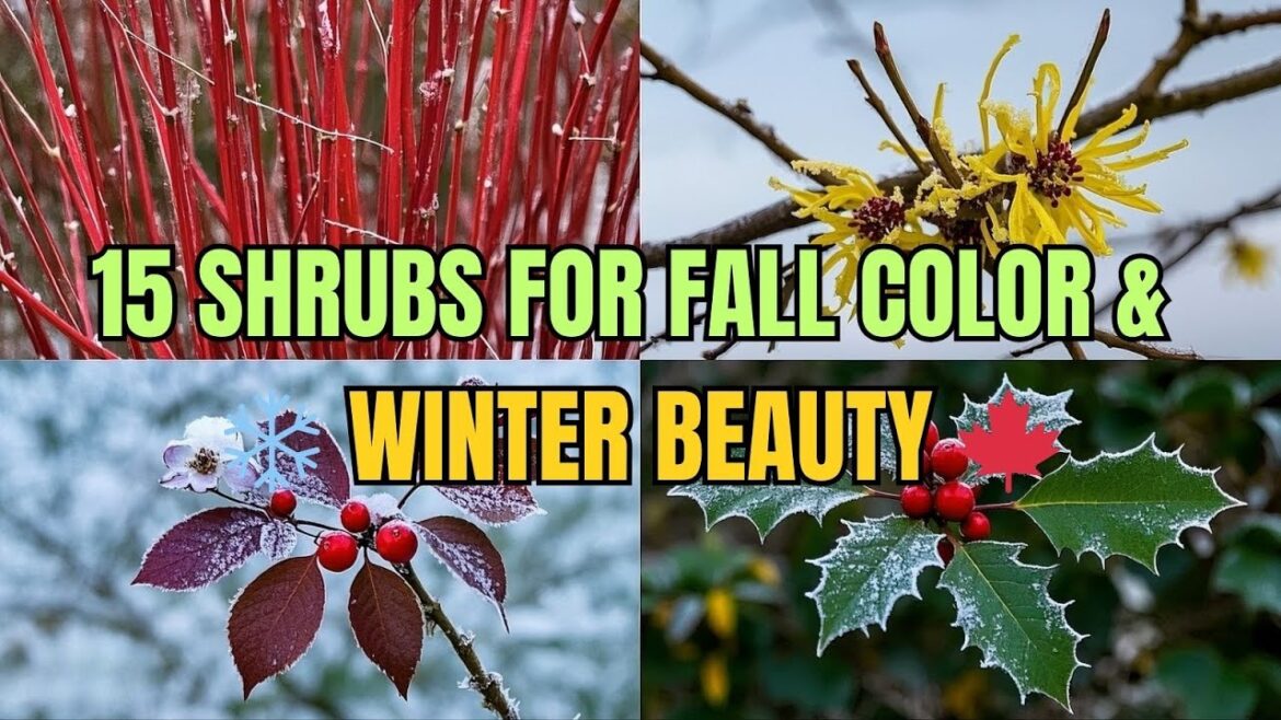 15 Fast-Growing Shrubs for Fall Color & Winter Interest (Zones 4–9) 🍂❄️