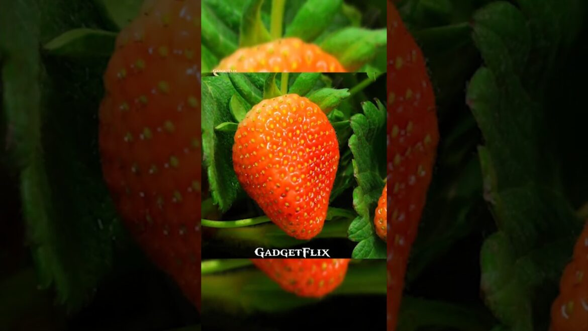 Secret Gardening Tips Every Gardener Should Know.#gardenhacks #lifehacks #gardningtips #short Secret Gardening Tips Every Gardener Should Know.#gardenhacks #lifehacks #gardningtips #short