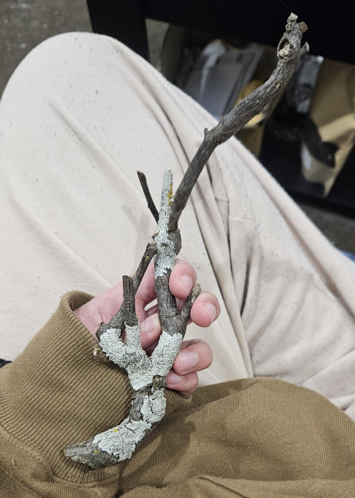 Do you have any tips for clearing the dead lichen off and sterilising this stick I found? I’d love to put it in a terrarium Do you have any tips for clearing the dead lichen off and sterilising this stick I found? I'd love to put it in a terrarium