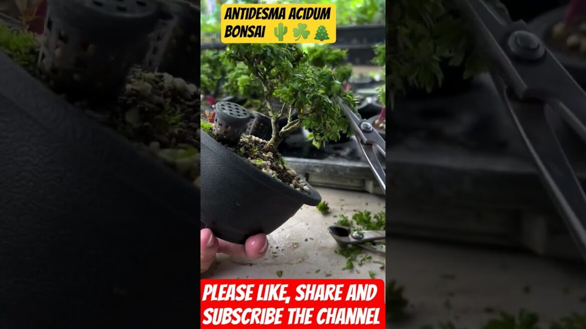 Antidesma acidum bonsai, how to make Bonsai #bonsaitree #bonsai #farming #grafting #youtubeshorts