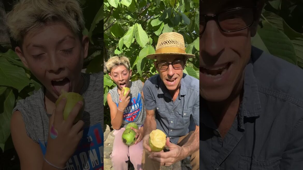 Pawpaw Magic: Top Cultivars at Long Creek Homestead Pawpaw Magic: Top Cultivars at Long Creek Homestead