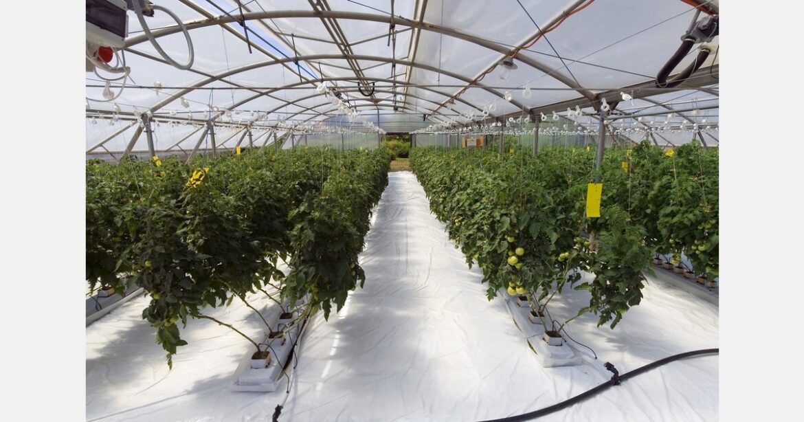 Israeli Agriculture Minister visits Georgian greenhouse Israeli Agriculture Minister visits Georgian greenhouse