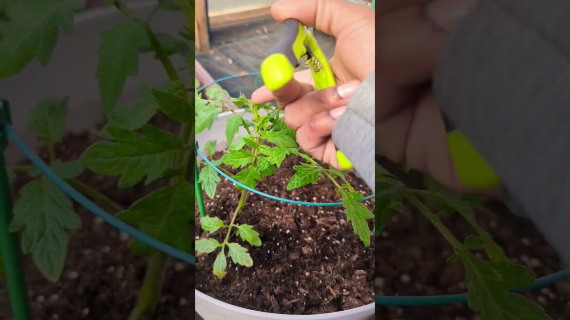 Simple technique to speed up tomato growing production #greentgarden  #gardening #tomato