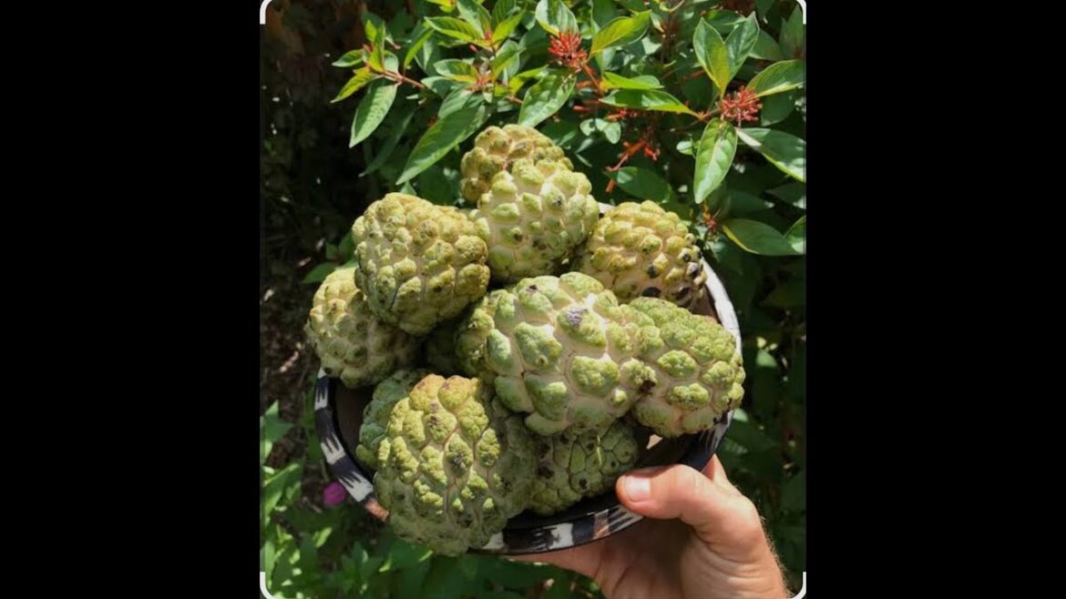 I Grew A Whole Apple Tree From Just One Seed I Grew A Whole Apple Tree From Just One Seed