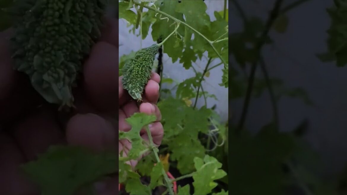 How to grow vegetables at home#shorts #trending #viral #love #trendingshorts #ytshorts #song #new How to grow vegetables at home#shorts #trending #viral #love #trendingshorts #ytshorts #song #new