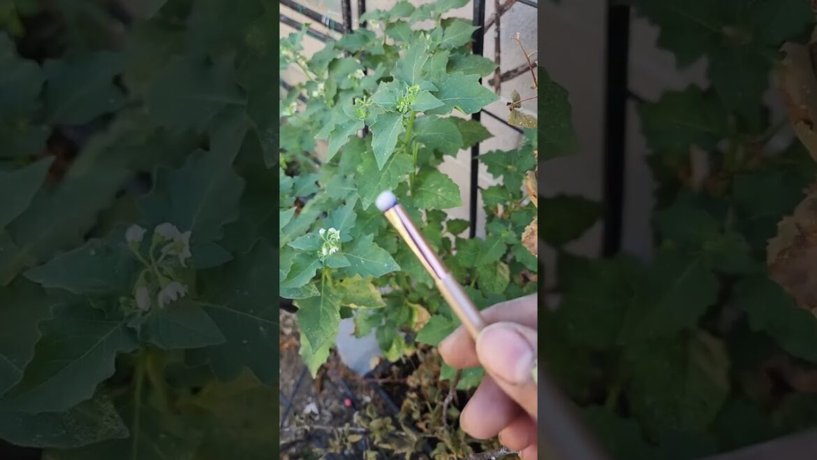 lets pollinate blackberries 2nd crop 🫐 #vegas #zone9 #containergardening #handpolinate #triplecrown lets pollinate blackberries 2nd crop 🫐 #vegas #zone9 #containergardening #handpolinate #triplecrown