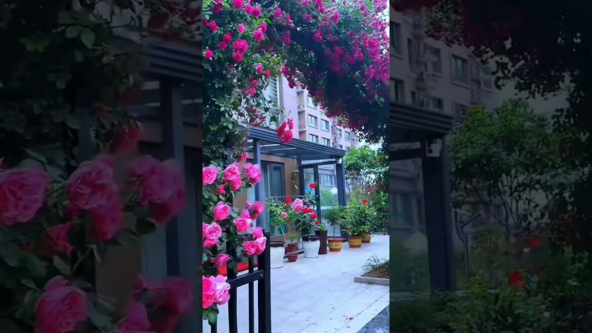 You'll Love These Outdoor Flowers 🌺🌱😯 #gardening #outdoordecor #flower #plants #asmr #shortsfeed