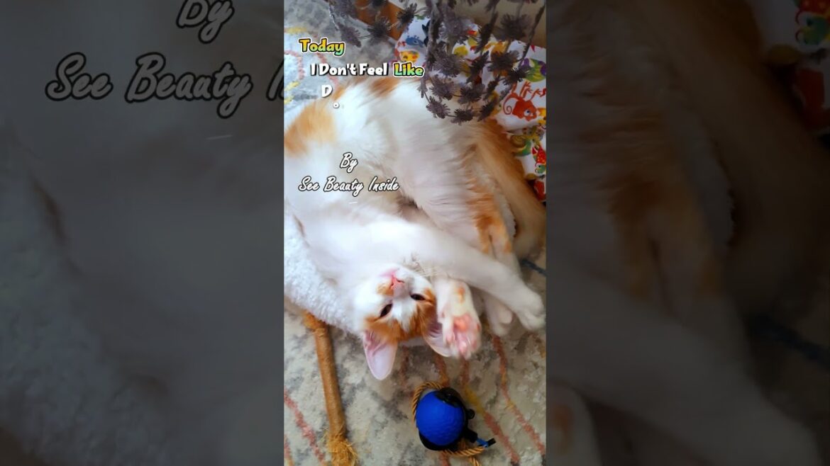 No Plans, No Energy, No Problem ππLazy but Cute π±π€ #shorts #baby #kitten #cat #catshorts No Plans, No Energy, No Problem ππLazy but Cute π±π€ #shorts #baby #kitten #cat #catshorts