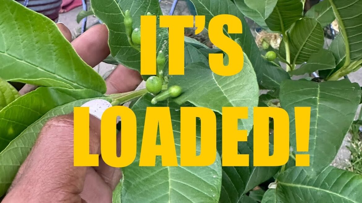 How to transplant your fruit trees | Beginner Gardener