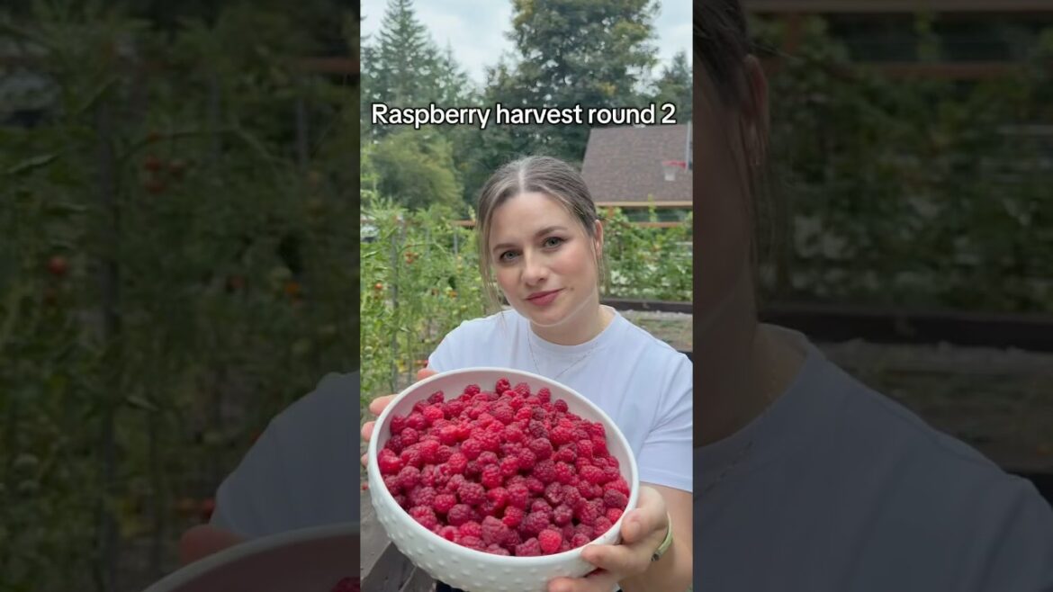 Raspberry harvest round 2 #foryou #harvest #gardening #growyourownfood #backyardgarden