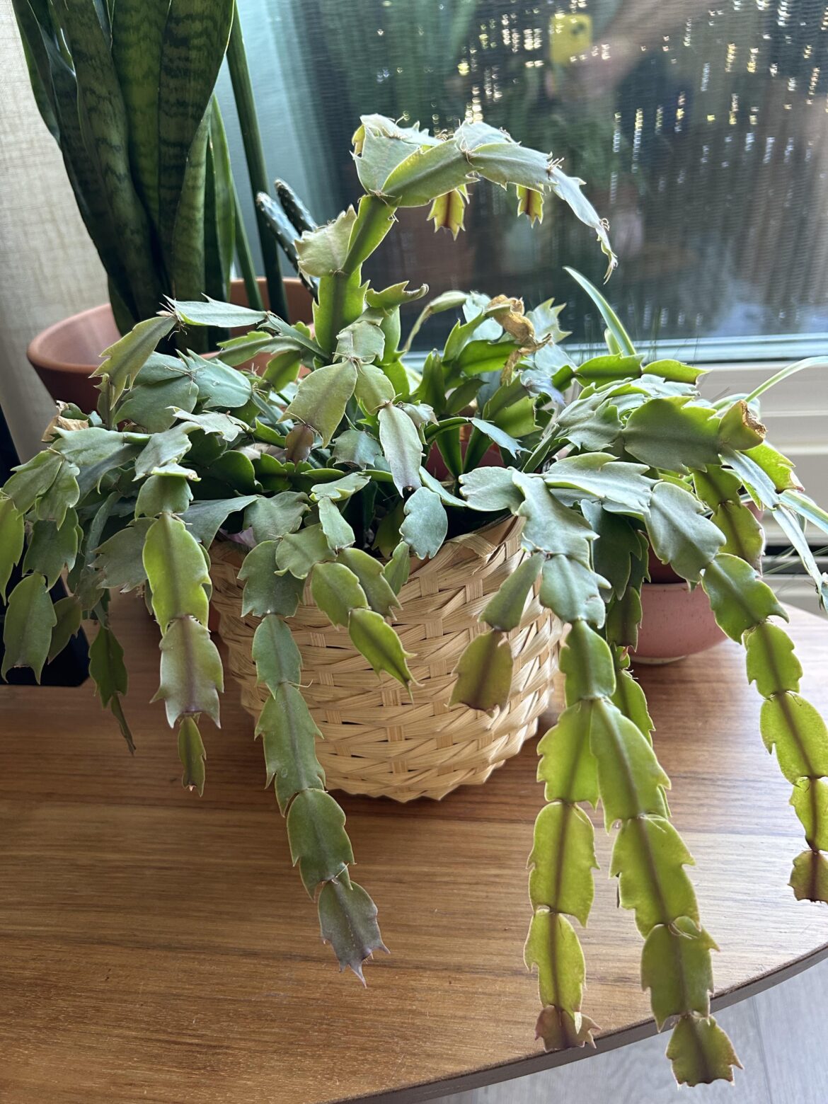 i’m not sure, recently adopted