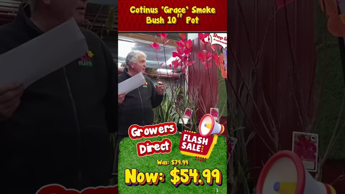 Are You Creating a Japanese, Native, Morden or Formal Style Garden? Are You Creating a Japanese, Native, Morden or Formal Style Garden?