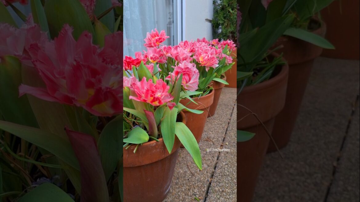 Spring in a Pot: These Tulips Are Unreal! 😍🌸 #TulipSeason #ContainerGardening Spring in a Pot: These Tulips Are Unreal! 😍🌸 #TulipSeason #ContainerGardening