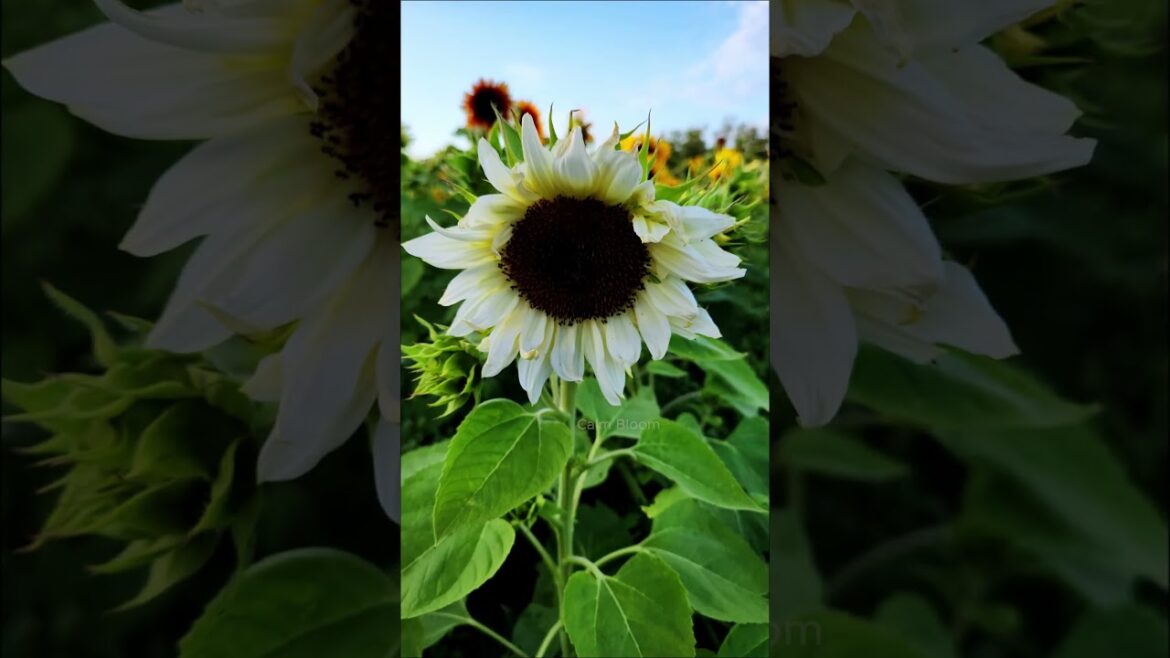 Rare white sunflower cluster glowing in soft daylight