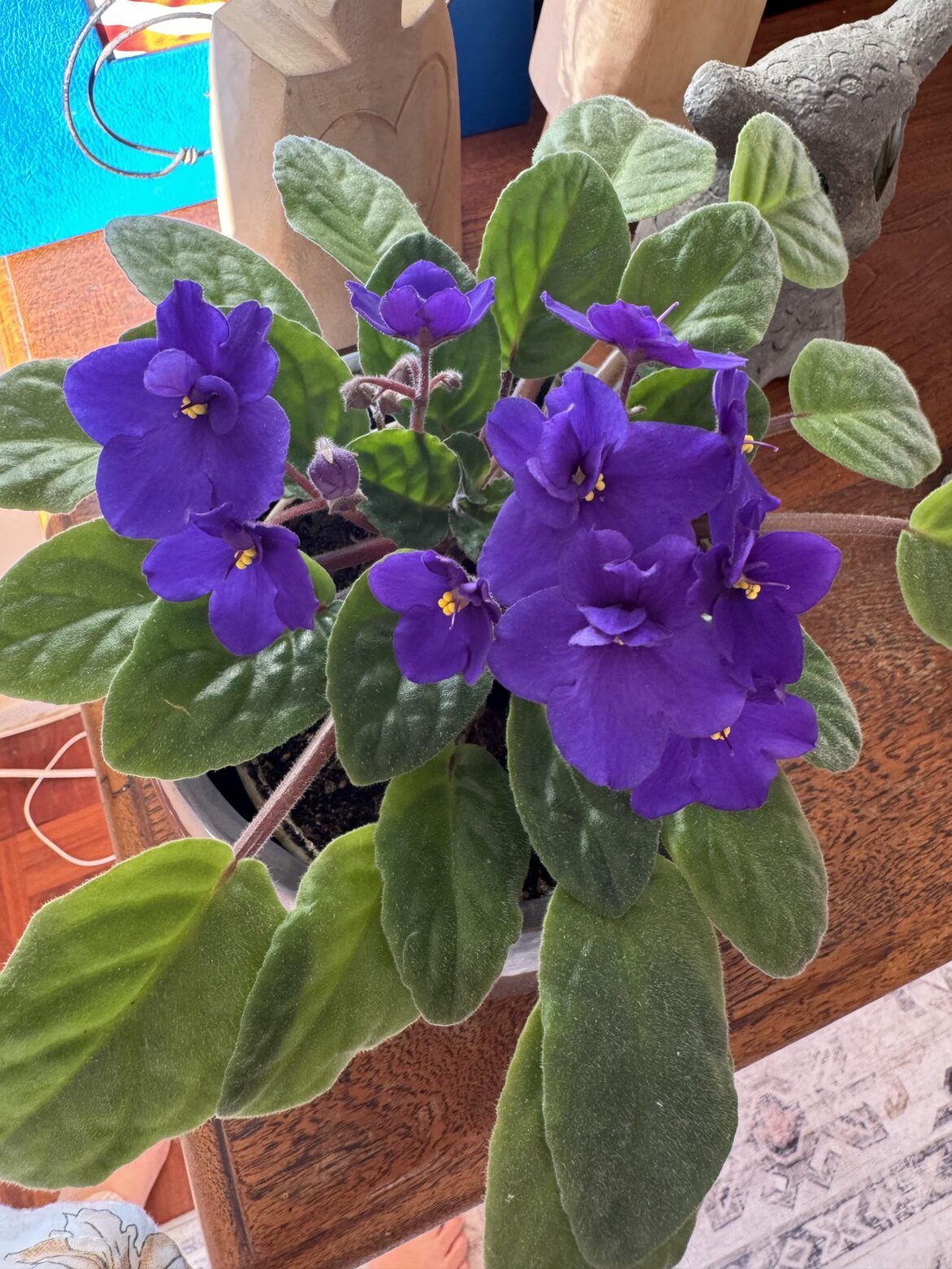 My African violet is over 20 years old!