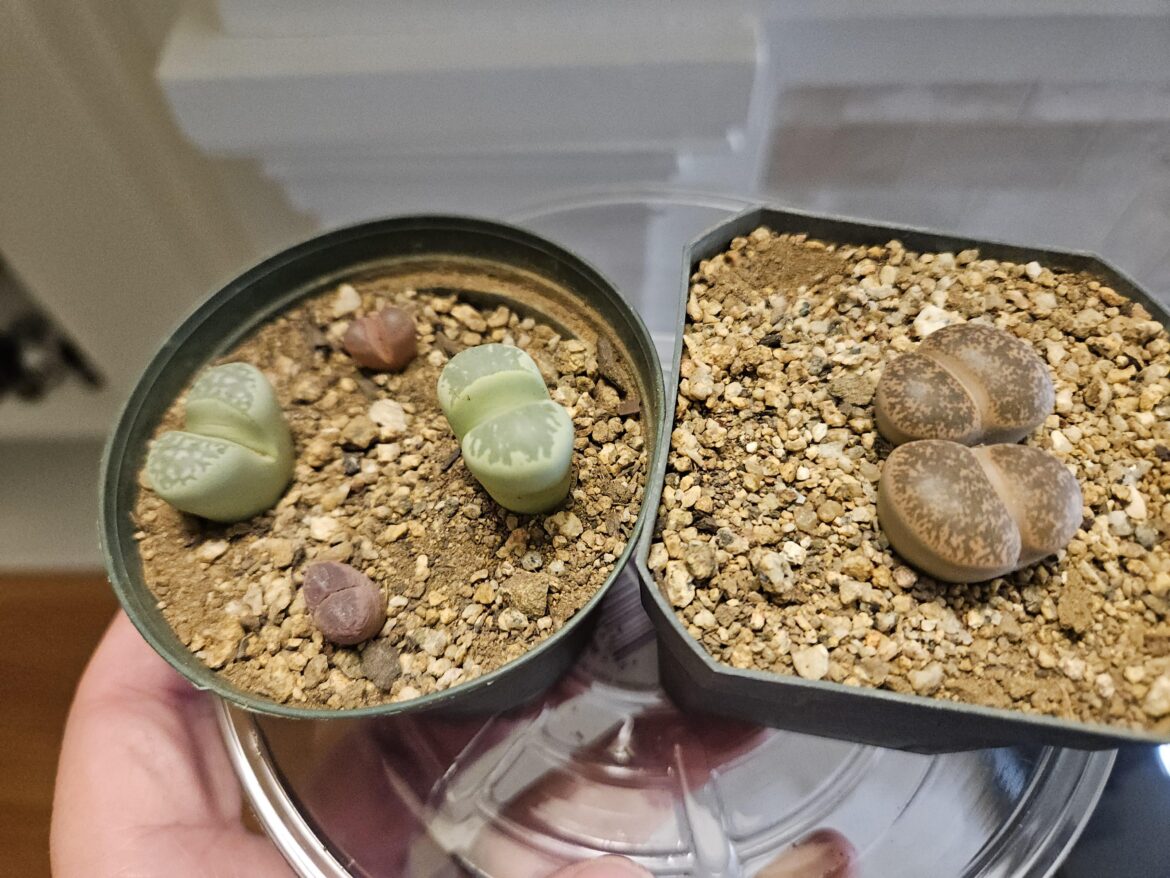 First lithops just arrived - what should I do about this wrinkled one?