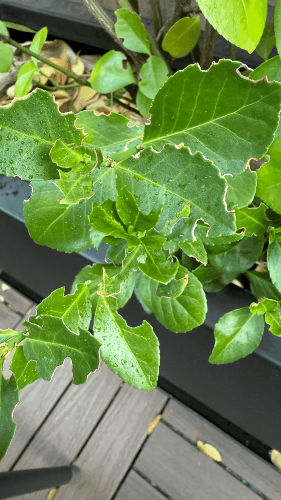 Every year it’s a new infestation…this time I can’t ID the culprit – got any ideas? Every year it’s a new infestation…this time I can’t ID the culprit - got any ideas?