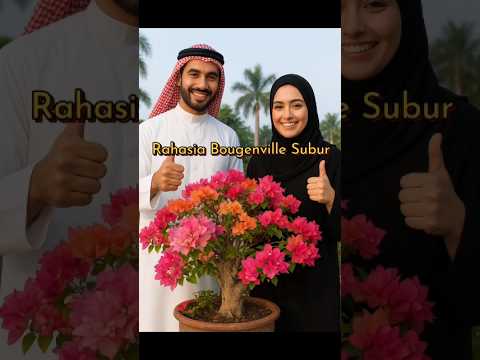 Perawatan media tanam bougenville subur berbunga #bungabougenville #pupukbunga #youtubeshorts #fypシ Perawatan media tanam bougenville subur berbunga #bungabougenville #pupukbunga #youtubeshorts #fypシ