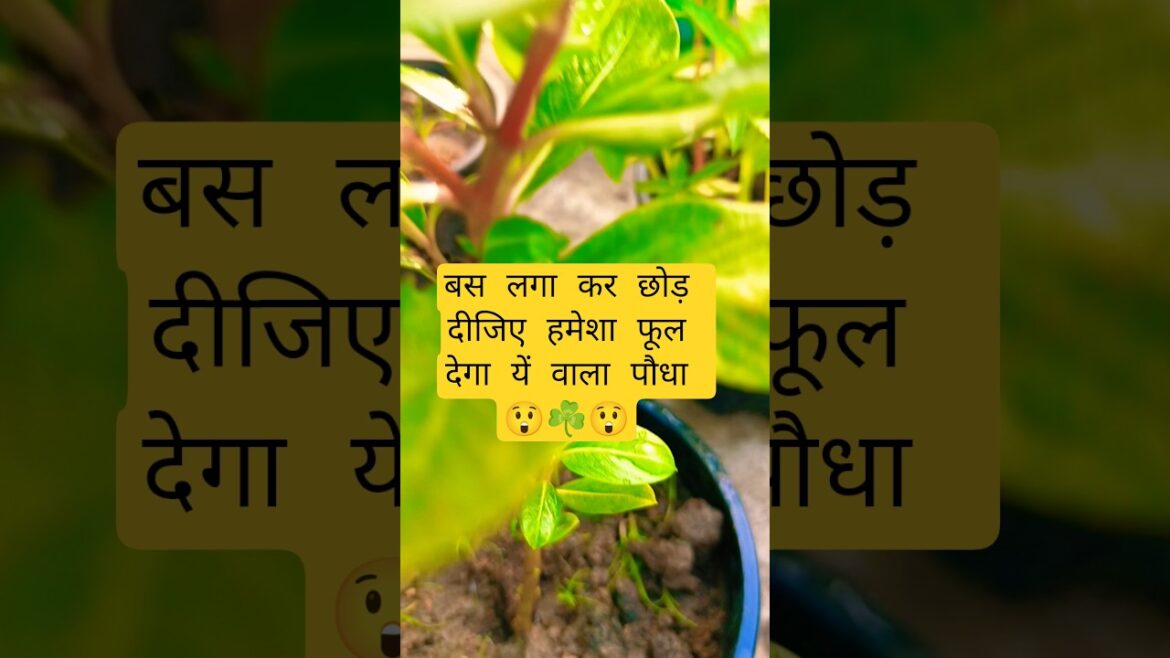कम care में#phool देने वाला#पौधा।#plants#plantscare #gardening#newshorts#trend#flowers#beautiful#wow कम care में#phool देने वाला#पौधा।#plants#plantscare #gardening#newshorts#trend#flowers#beautiful#wow