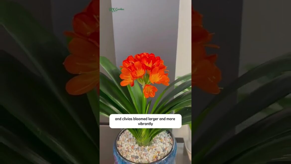 #gardeningadvice #terracegardenindia #gardendesign #lakshivgardening #gardenlandscaping