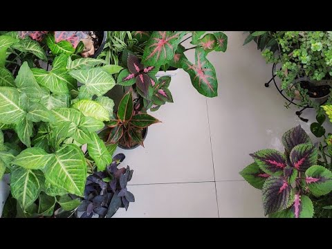 Hobby gardenerЁЯк┤ is live Small balcony garden overview/ plants care tips Hobby gardenerЁЯк┤ is live Small balcony garden overview/ plants care tips