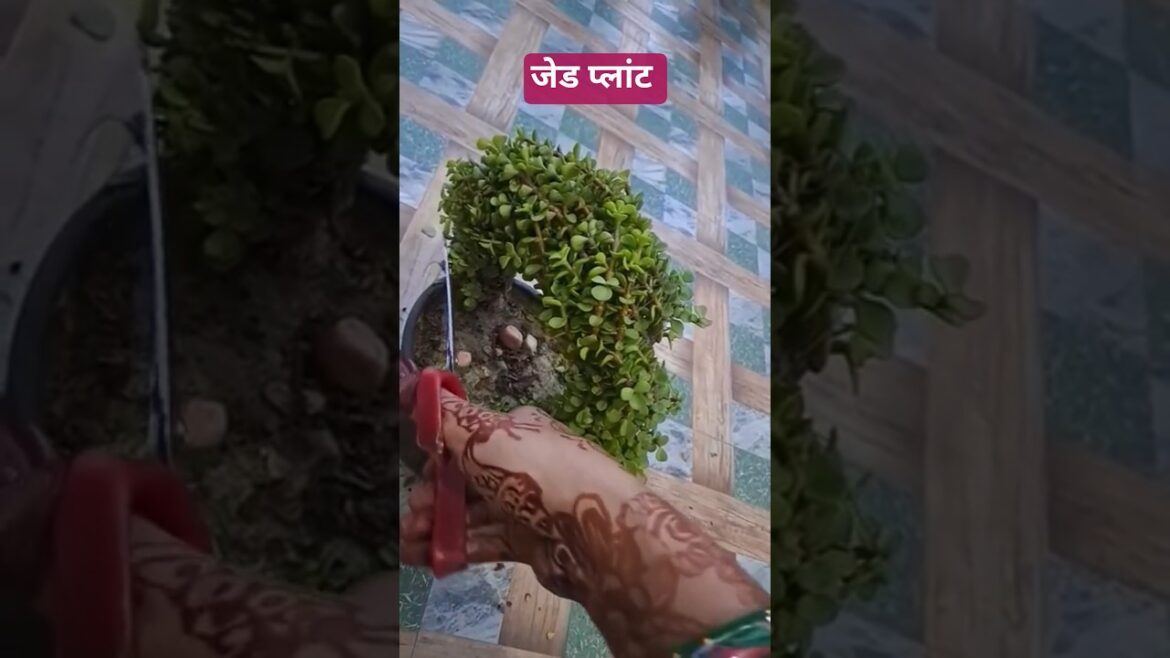 जेड प्लांट की कटिंग पार्ट 1#garden #plants #shorts #viral #nature #trending जेड प्लांट की कटिंग पार्ट 1#garden #plants #shorts #viral #nature #trending