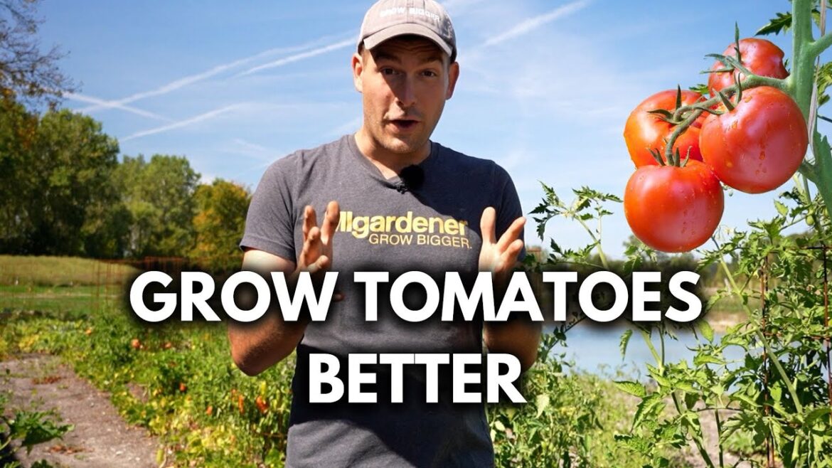 Do This RIGHT NOW To Your Tomato Plants!