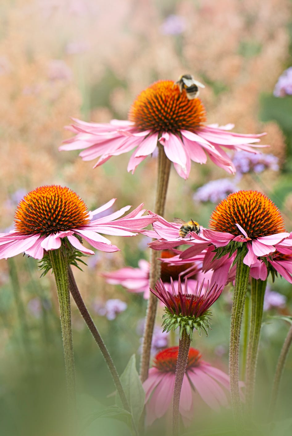 a bee on a flower