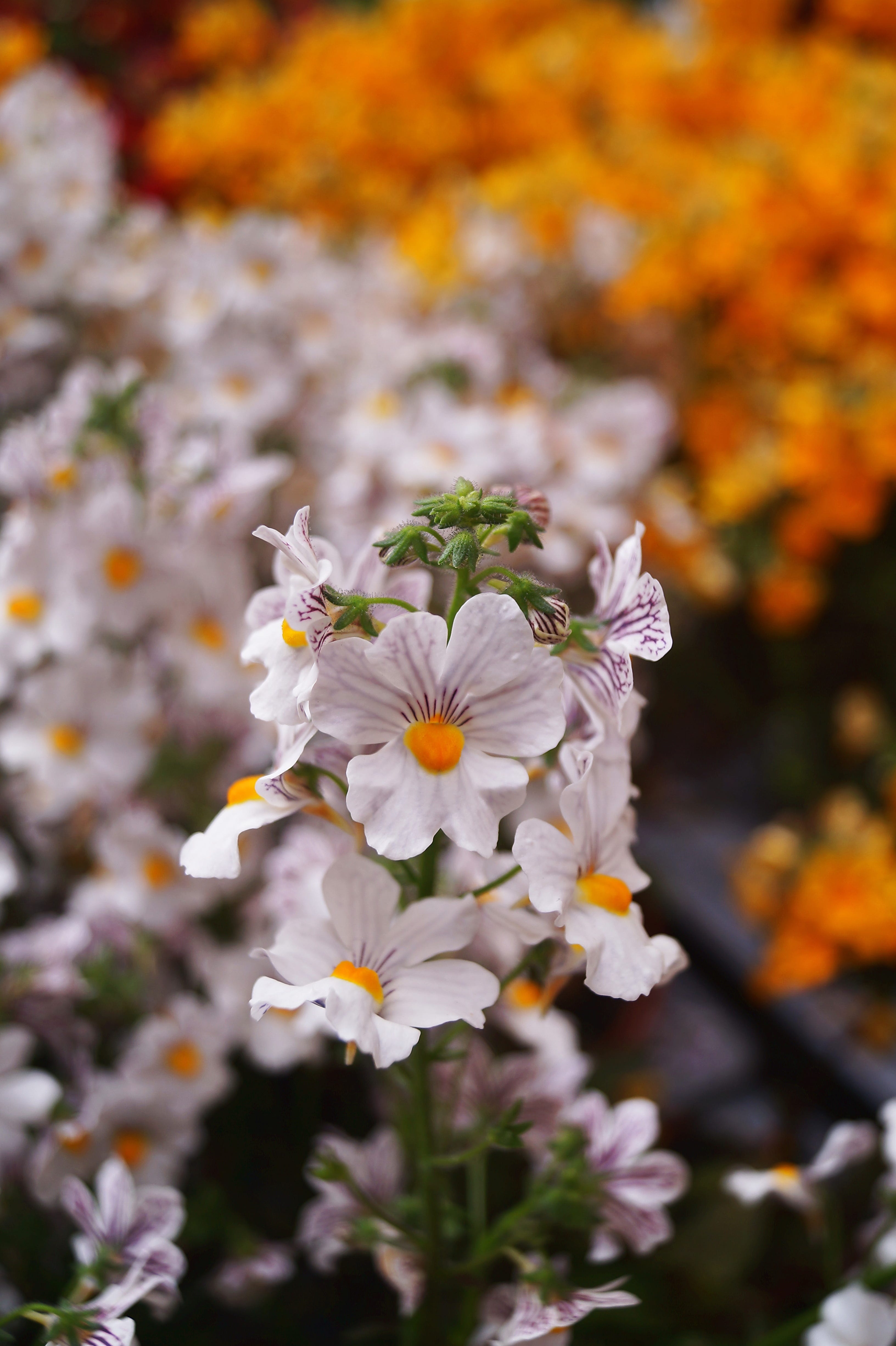 white nemesis flowers