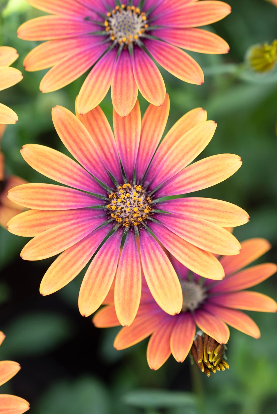 osteospermum ecklonis flowers dimorfoteca