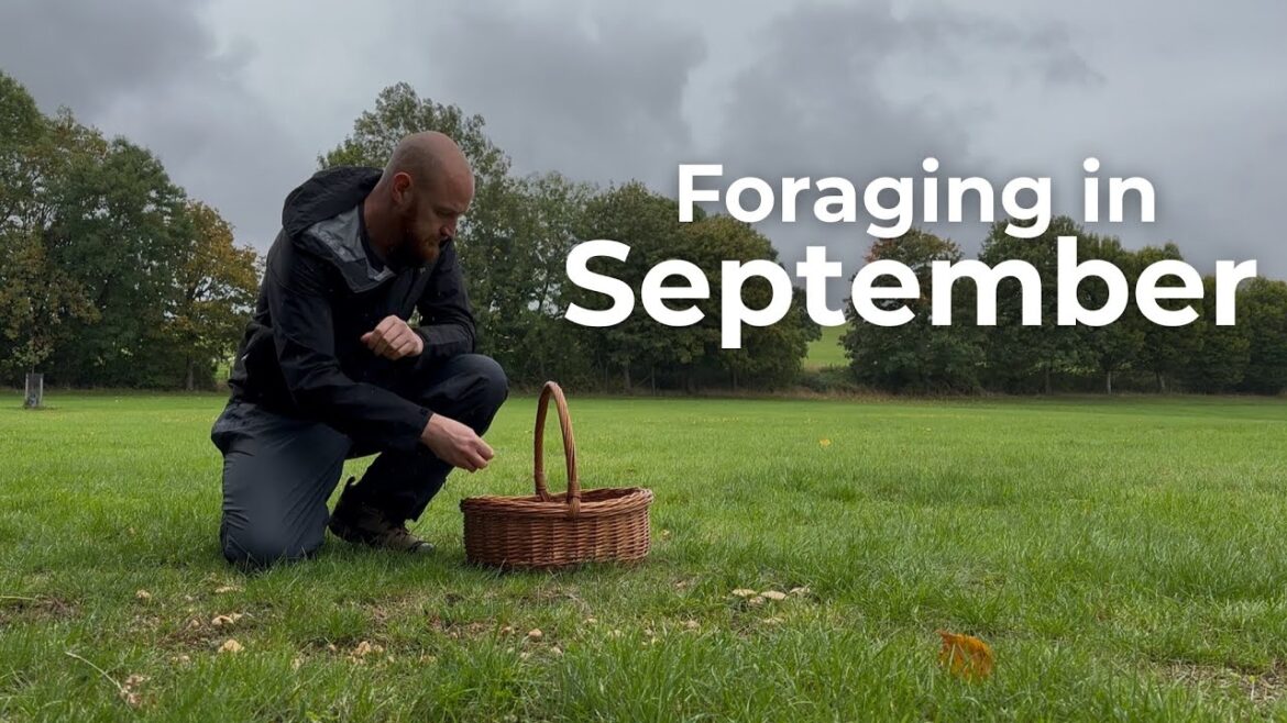 Foraging in September – UK Wildcrafts Foraging Calendar (Part 3 of 3) Foraging in September - UK Wildcrafts Foraging Calendar (Part 3 of 3)
