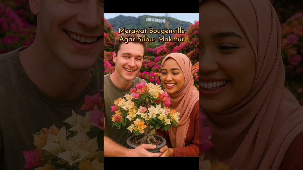 Cara merawat bougenville agar subur dan berbunga #bungabougenville #pupukbunga #mediatanam #shorts