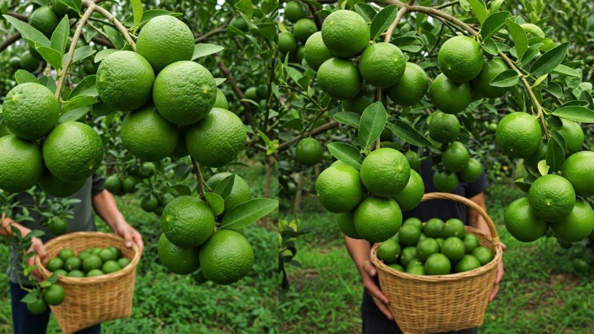 LIVE🔴 Grow LEMONS at Home with These Secret Tips